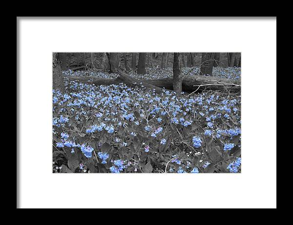 Bluebell Patch Framed Print featuring the photograph Bluebell Patch by Dylan Punke