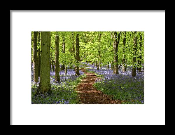 Ashridge Estate Framed Print featuring the photograph Bluebells, Dockey Wood, England by Sarah Howard