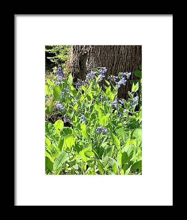 Bluebells Framed Print featuring the photograph Bluebells in spring by Mary Courtney
