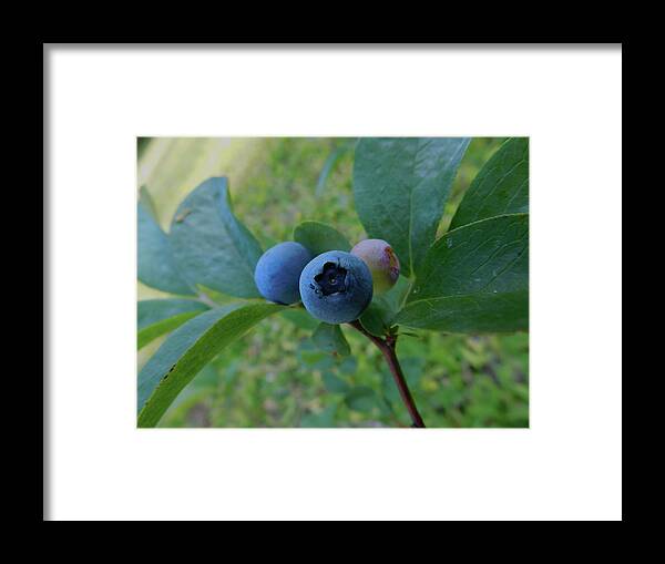 Botanical Framed Print featuring the photograph Blueberries by Carl Moore
