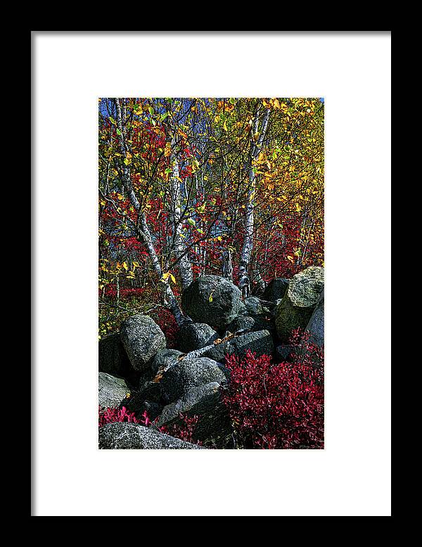 Blueberry Barrens Framed Print featuring the photograph Blueberry Barren Birches 6 by Marty Saccone