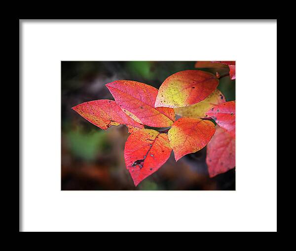 Blueberry Framed Print featuring the photograph Blueberry Embers by Steven Nelson