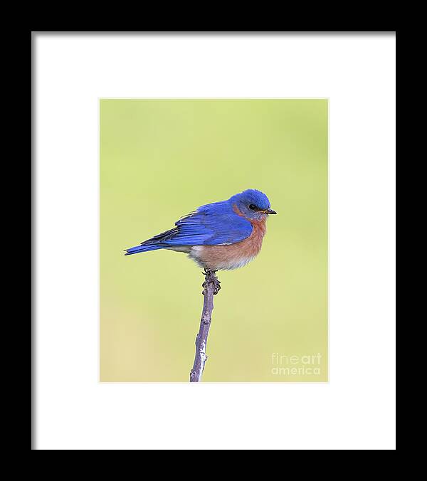 Animals Framed Print featuring the photograph Perched Bluebird 1 by Chris Scroggins