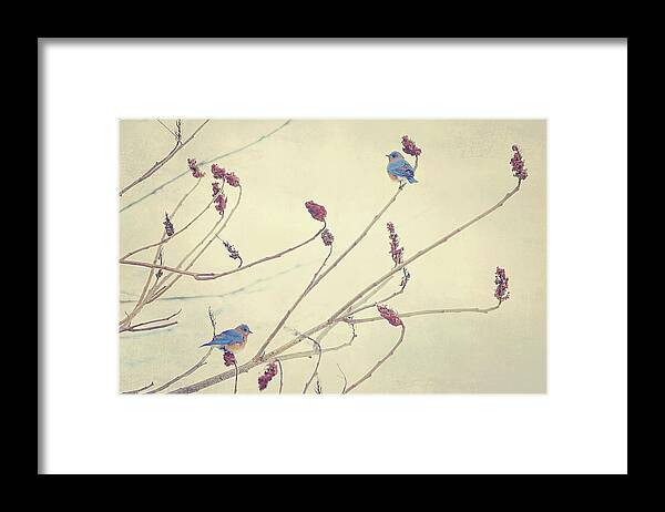 Winter Framed Print featuring the photograph Bluebirds by Carrie Ann Grippo-Pike