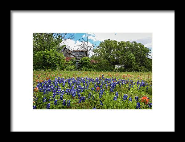 Flower Framed Print featuring the photograph Bluebonnet Farm by Steve Templeton