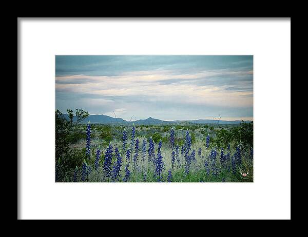 Bluebonnets Framed Print featuring the photograph Bluebonnets Reaching for the Sky by Pam Rendall