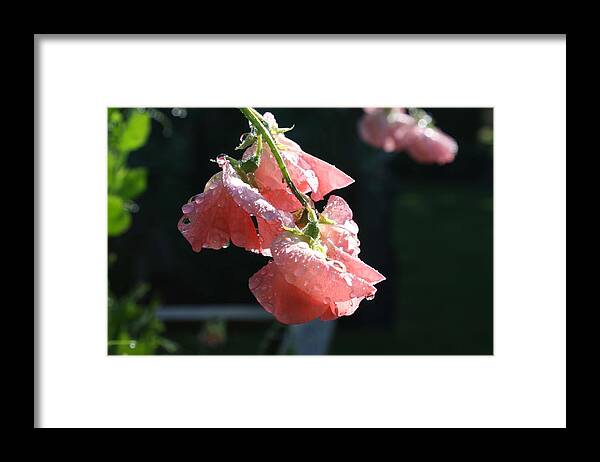 Sweet Pea Framed Print featuring the photograph Blush Sweet Pea by Vicki Cridland