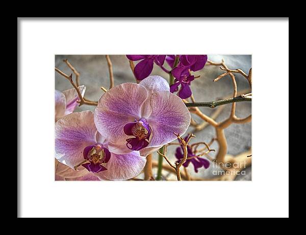 Orchids Framed Print featuring the photograph Blushing by Diana Mary Sharpton