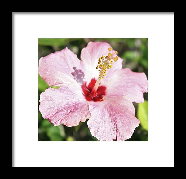 Flowers Framed Print featuring the pyrography Blushing Hibiscus by Tony Spencer