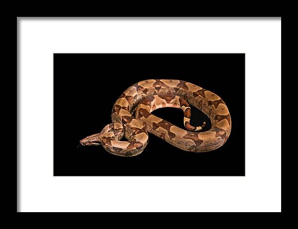 Animal Shell Framed Print featuring the photograph Boa constrictors isolated on black background by Master1305
