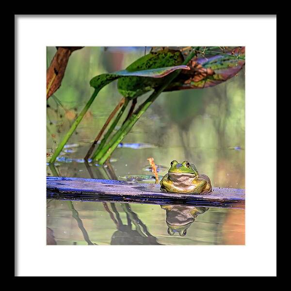 American Bullfrog Framed Print featuring the photograph Boardwalk by Donna Kennedy