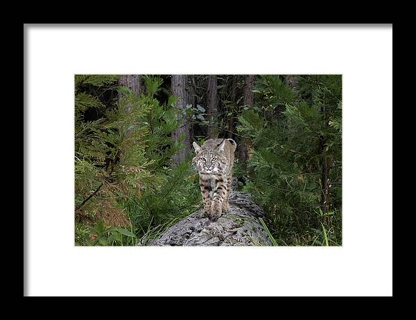 Bobcat Framed Print featuring the photograph Bobcat by Randy Robbins