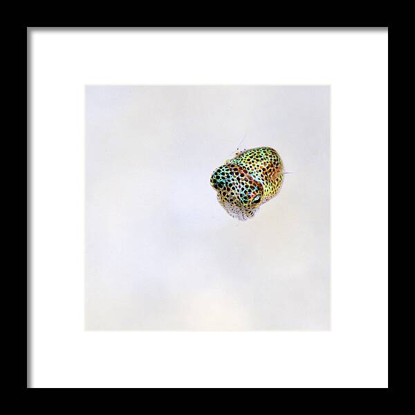 White Framed Print featuring the photograph Bobtail squid by Artesub