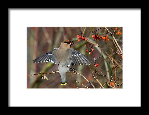 Waxwing Framed Print featuring the photograph Bohemian Waxwing, Bombycilla garrulus by Tony Mills
