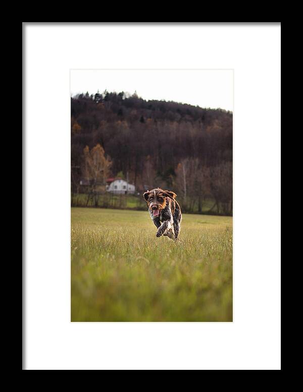 Bohemian Wire Framed Print featuring the photograph Bohemian wire dog by Vaclav Sonnek