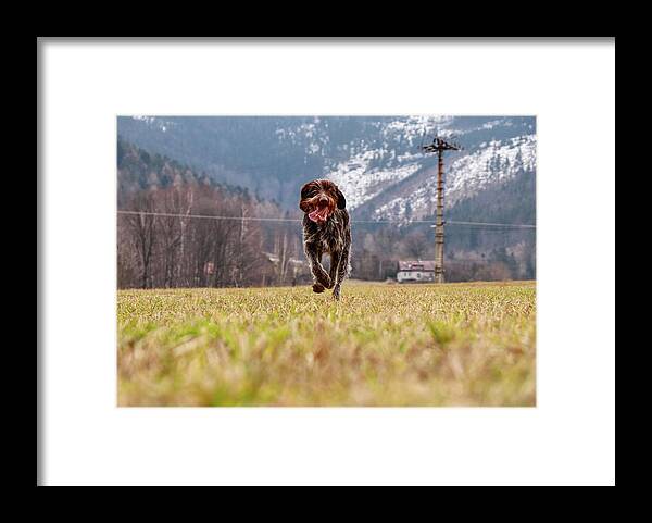 Bohemian Wire Framed Print featuring the photograph Bohemian Wire Haired Pointing Griffon running towards to me for some food. She jumps and runs to me for my order. by Vaclav Sonnek