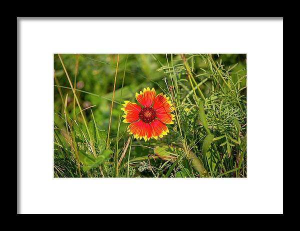 Flower Framed Print featuring the photograph Boise Indian Blanket Flower by Dart Humeston