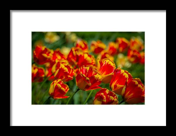 Red Framed Print featuring the photograph Bold by Linda Bonaccorsi