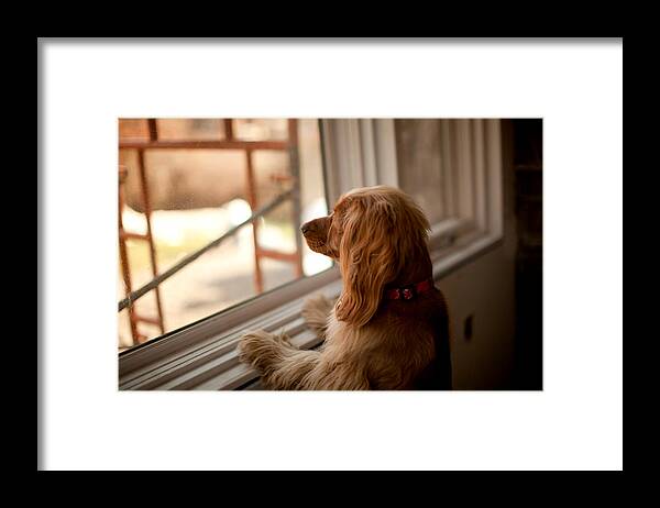 Pets Framed Print featuring the photograph Boots at the window by Christopher Drost