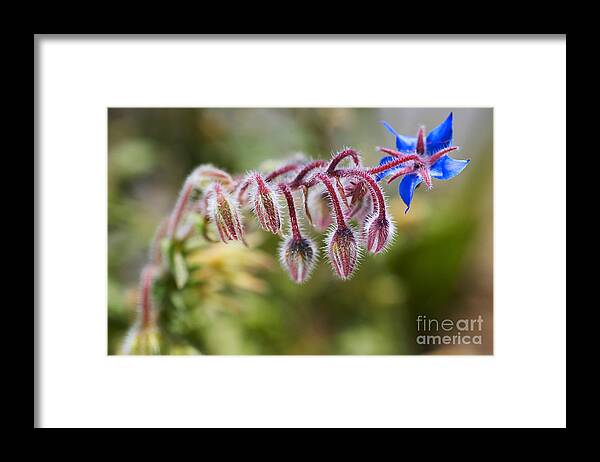 Starflower Framed Print featuring the photograph Borage Plant In Buds by Joy Watson