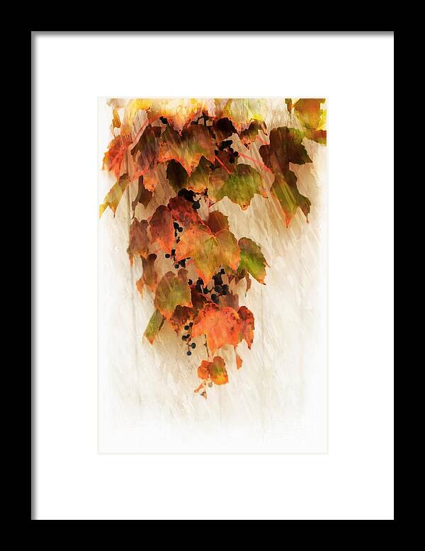  Leaves Framed Print featuring the photograph Boston Ivy by Marcia Lee Jones