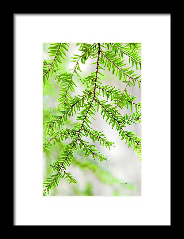 Botanical Framed Print featuring the photograph Botanical Abstract by Christina Rollo