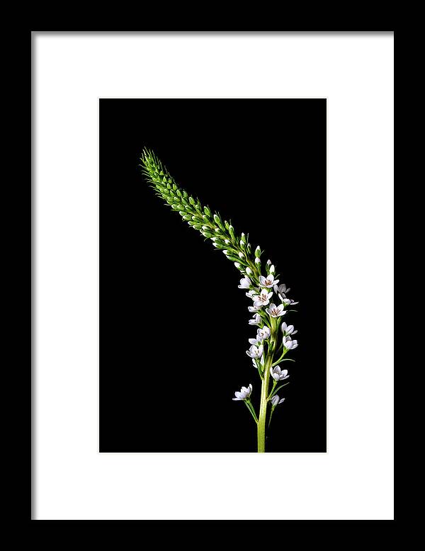 Flowers Framed Print featuring the photograph Botanicals 11 by Connie Carr