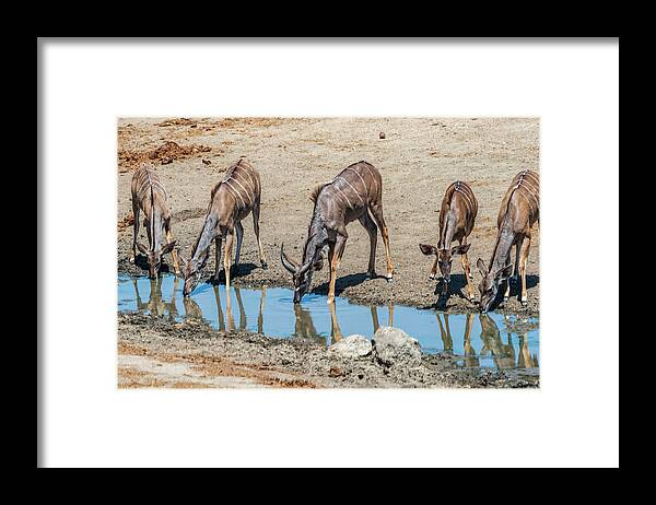 Botswana Framed Print featuring the photograph Botswana Waterhole by Betty Eich