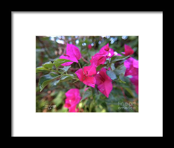 Bougainvillea Framed Print featuring the photograph Bougainvillea Near Sunset by Rohvannyn Shaw