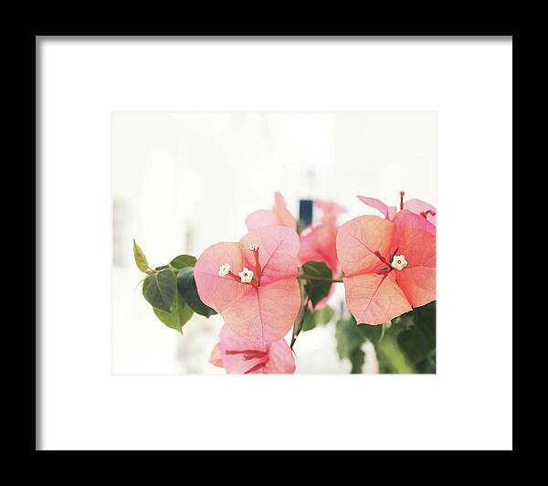 Bougainvillea Framed Print featuring the photograph Bougainvillea up Close by Lupen Grainne