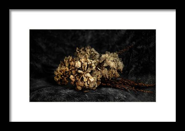 Bouguet Framed Print featuring the photograph Bouquet of dried hydrangea flowers by MPhotographer