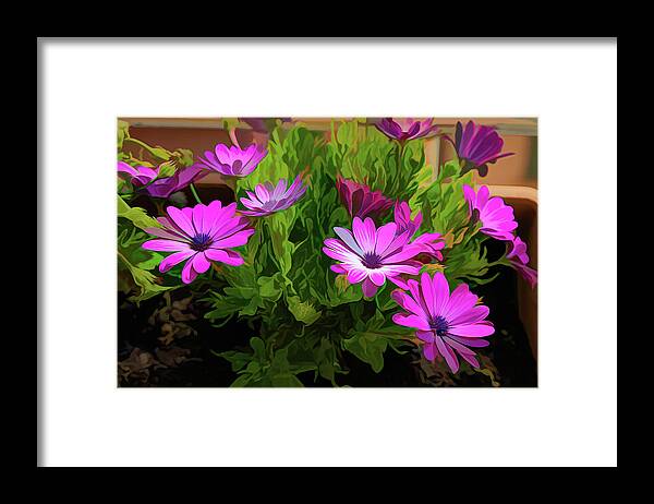 Daisies Framed Print featuring the photograph Vibrant Floral Awakening - CR2105-5284-PIN-R by Jordi Carrio Jamila