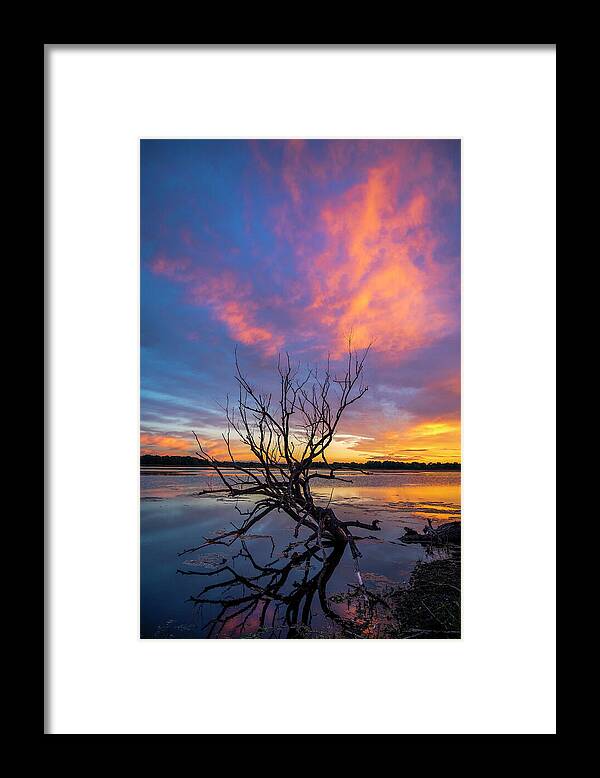 Waterscape Framed Print featuring the photograph Branching Out by Mark Papke