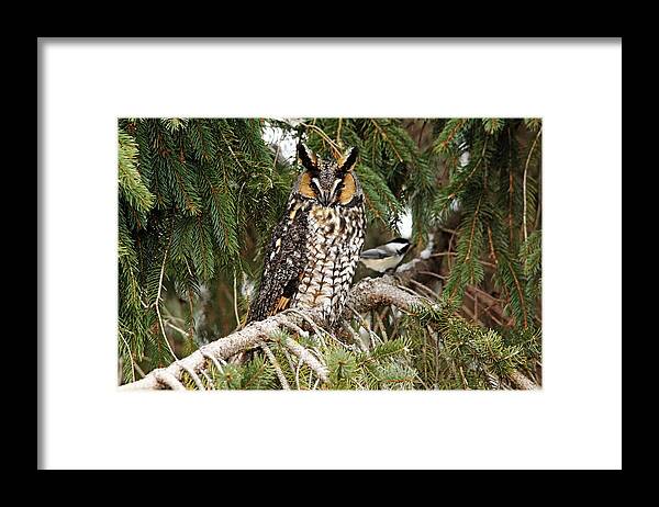 Owl Framed Print featuring the photograph Brave Chickadee by Debbie Oppermann