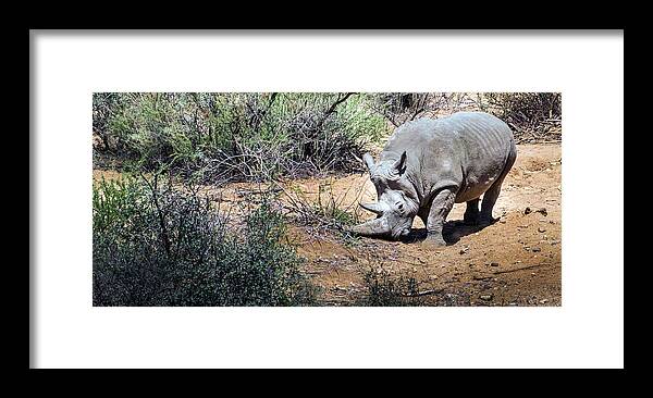 Wildlife Framed Print featuring the photograph Brave Warrior by Laura Putman