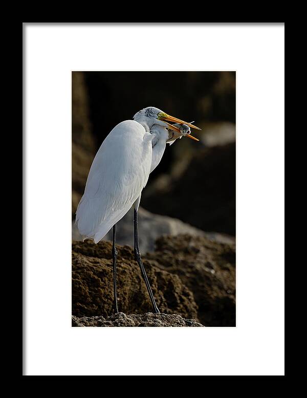 Great Egret Framed Print featuring the photograph Breakfast on the rocks by RD Allen