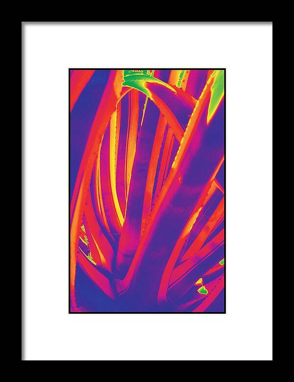 Cactus Framed Print featuring the photograph Bright Cactus by Vivian Aumond
