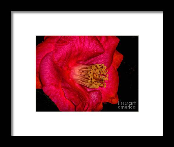Camelia Framed Print featuring the photograph Bright Camelia by Judy Hall-Folde
