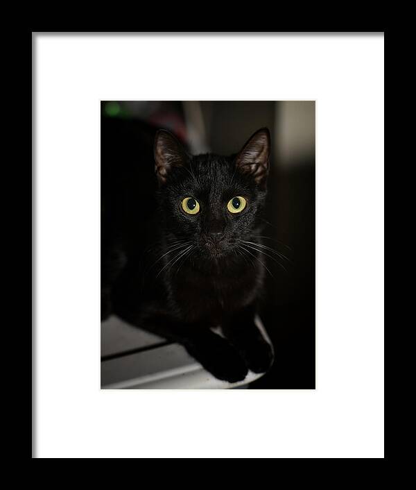 Cat Framed Print featuring the photograph Bright Eyes by DArcy Evans