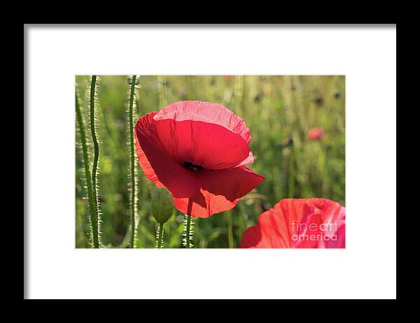Poppy Framed Print featuring the photograph Bright red petals of a poppy by Adriana Mueller