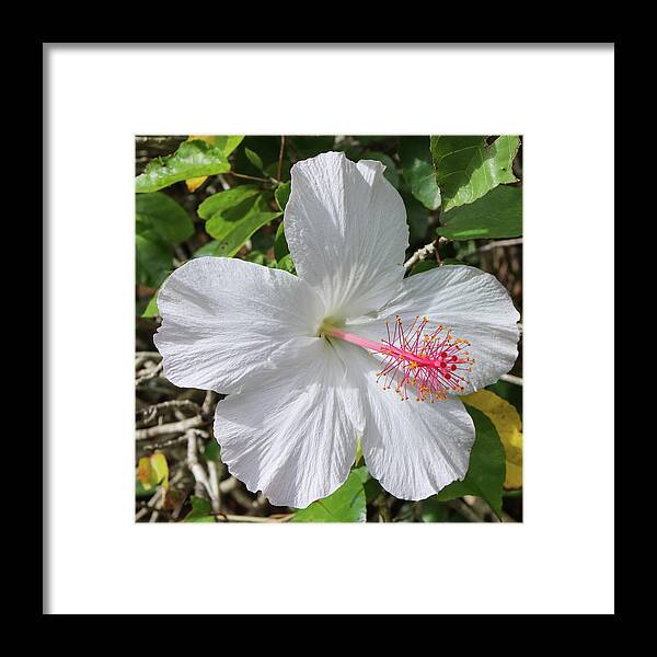 Flowers Framed Print featuring the pyrography Bright White by Tony Spencer