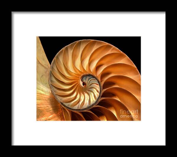 Balance Framed Print featuring the photograph Brilliant Nautilus by Phil Cardamone
