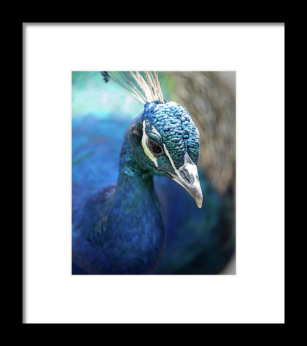 Bronx Zoo Framed Print featuring the photograph Bronx Peacock by Kevin Suttlehan