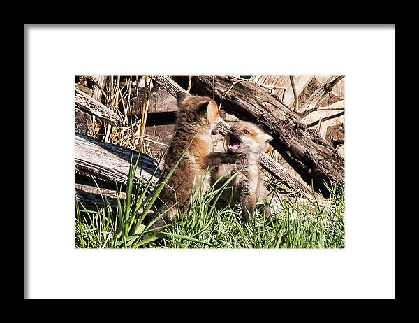 Fox Framed Print featuring the photograph Brotherly Love by Joe Granita