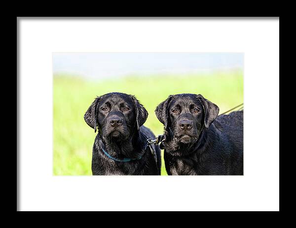 Labrador Retriever Framed Print featuring the photograph Brothers by Rachel Morrison