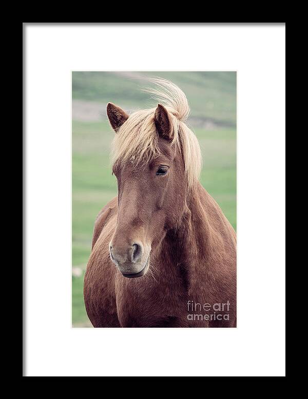 Horse Framed Print featuring the photograph Brown icelandic horse by Delphimages Photo Creations