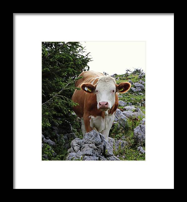 Hochkar Framed Print featuring the photograph Lady Cow by Vaclav Sonnek