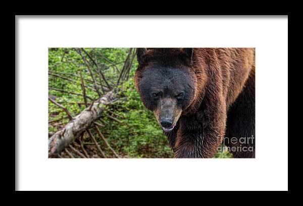 European Brown Bear Framed Print featuring the photograph Brown Bear and Fallen Tree by Arterra Picture Library