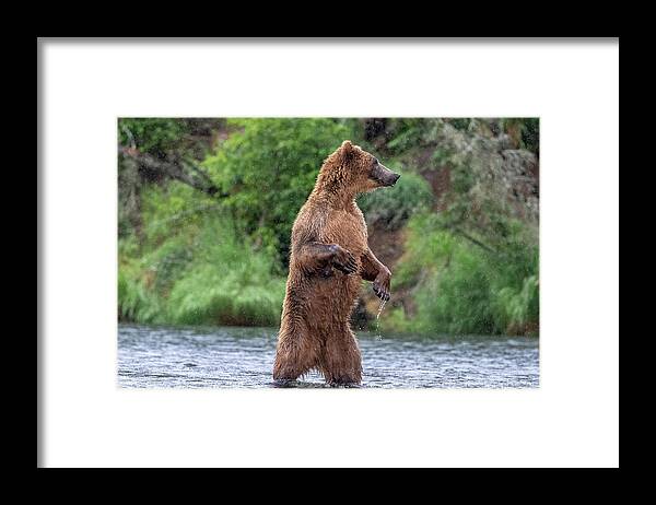 Brown Bear Framed Print featuring the photograph Brown Bear, Brown Bear, What do you See? by Randy Robbins
