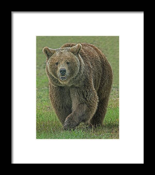 Brown Bear Framed Print featuring the digital art BROWN BEAR cps by Larry Linton